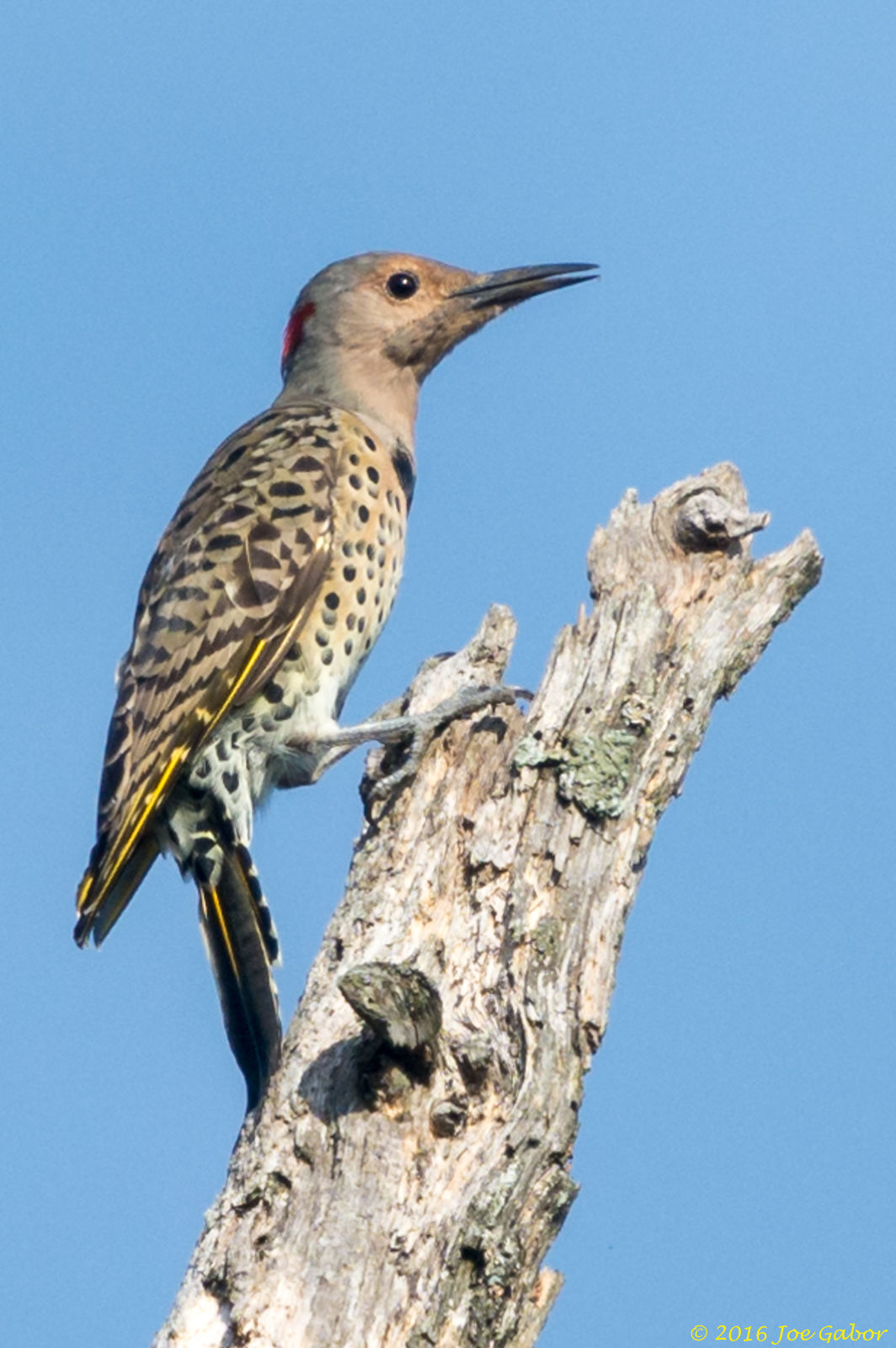 Northern Flicker (Colaptes auratus)