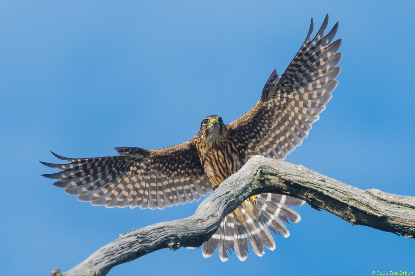 Merlin (Falco columbarius)