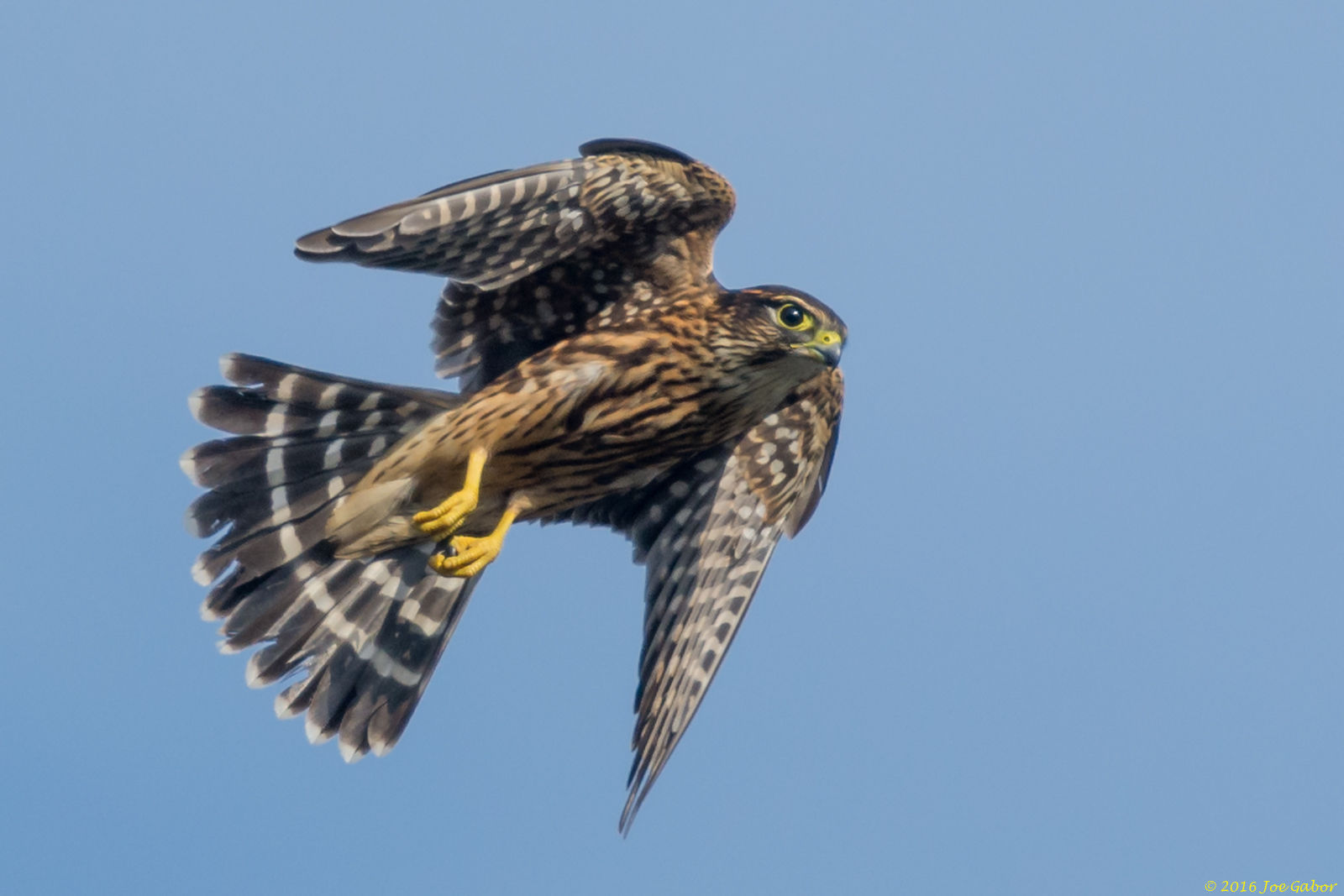 Merlin (Falco columbarius)