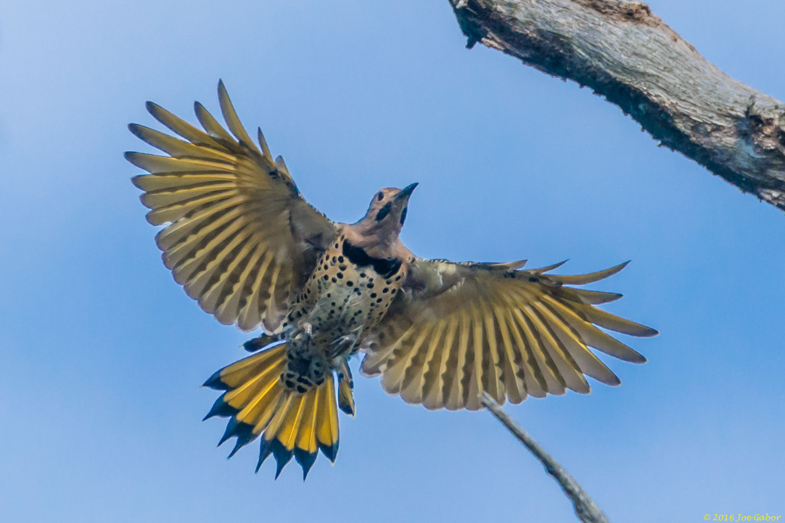 Northern Flicker (Colaptes auratus)