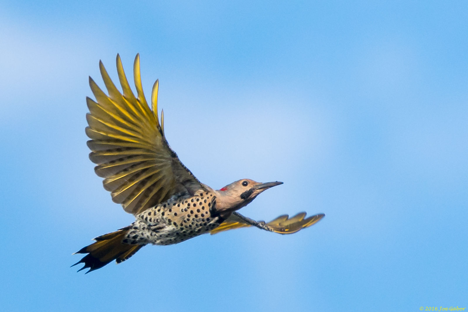 Northern Flicker (Colaptes auratus)