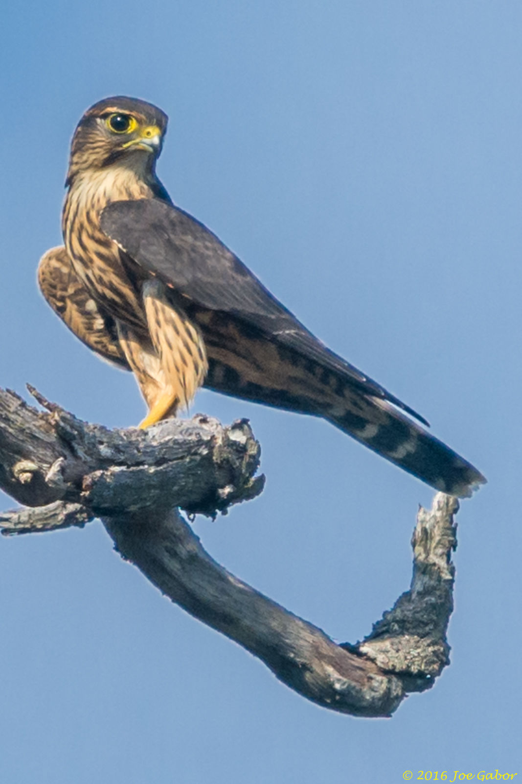 Merlin (Falco columbarius)