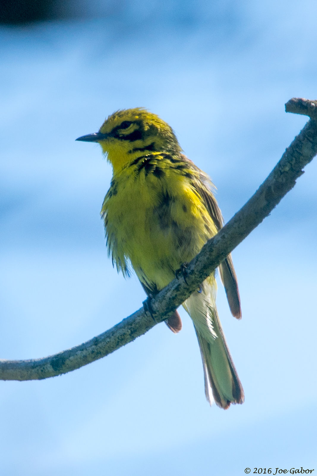 Prairie Warbler (Setophaga discolor)