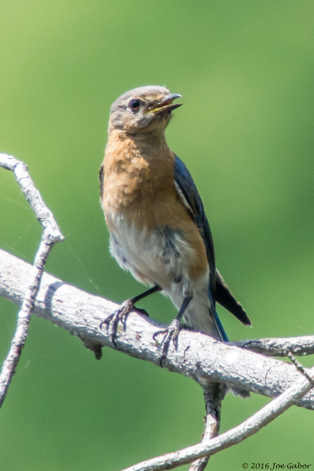 Eastern Bluebird (Sialia sialis)