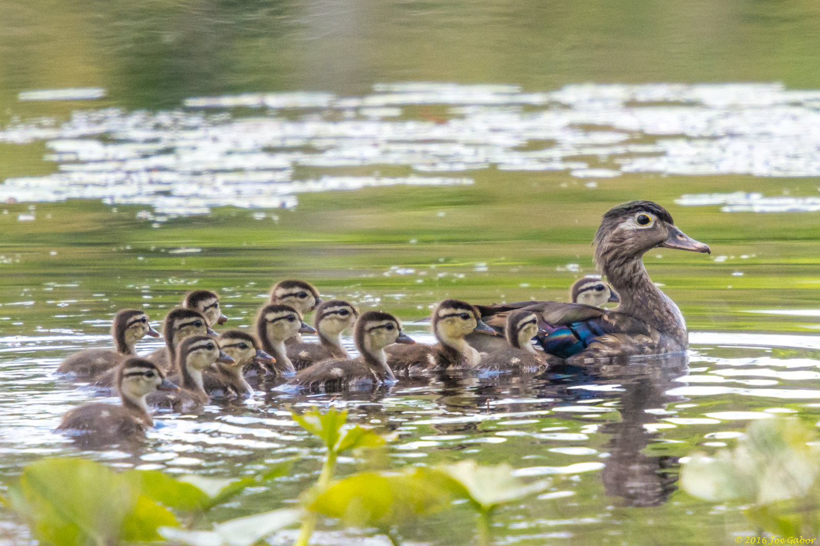 Wood Duck (Aix sponsa)