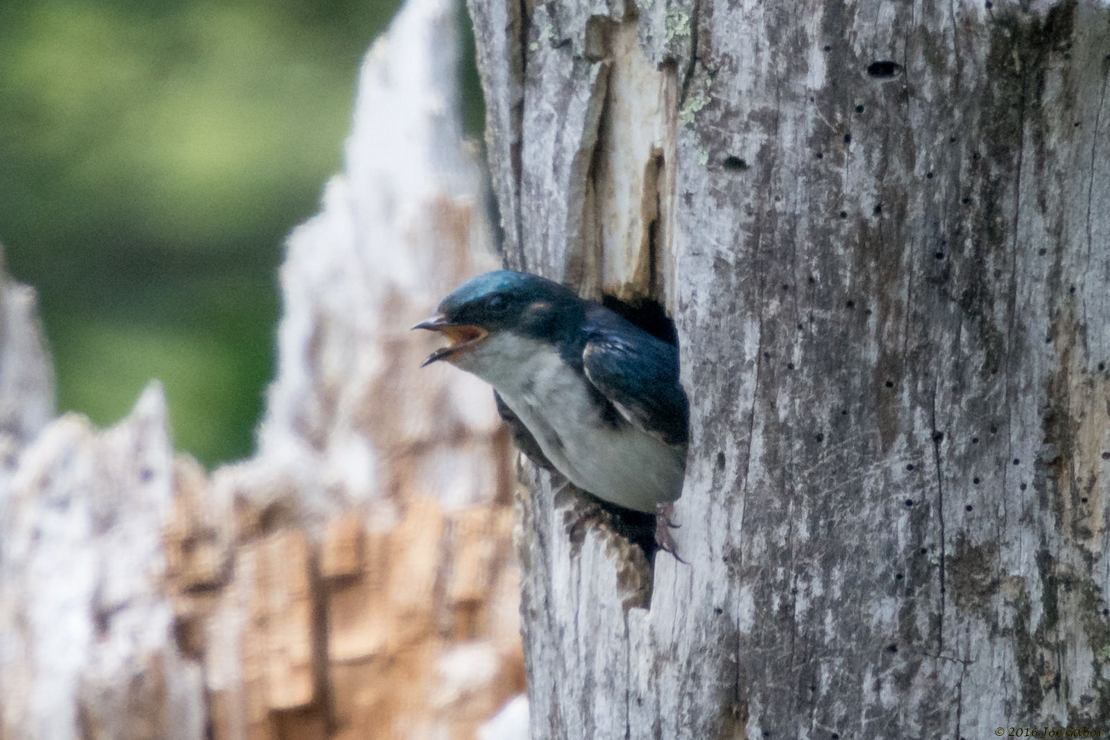 Tree Swallow (Tachycineta bicolor)