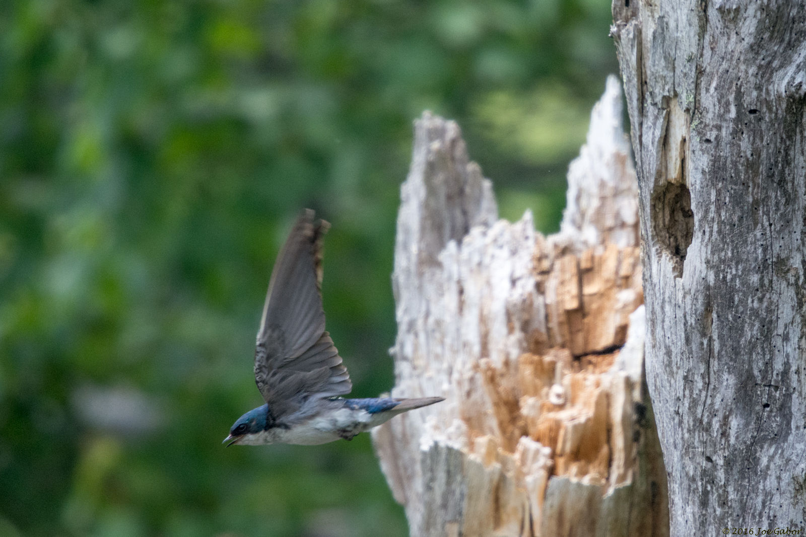 Tree Swallow (Tachycineta bicolor)