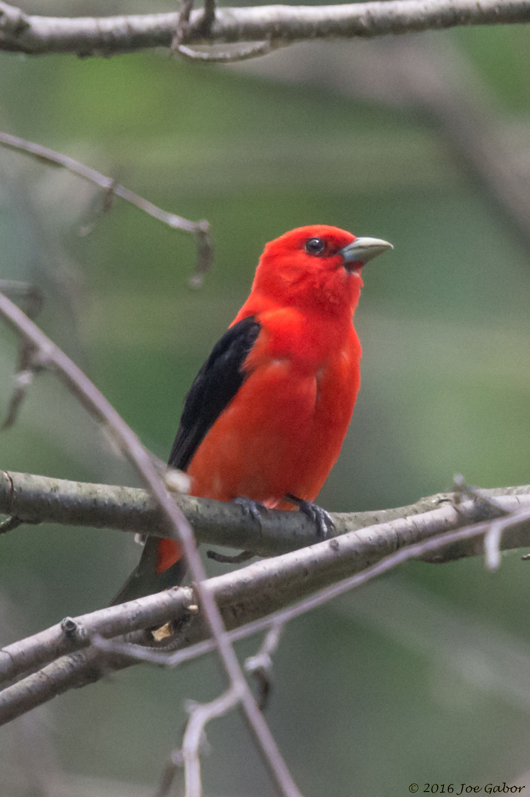 Scarlet Tanager (Piranga olivacea)