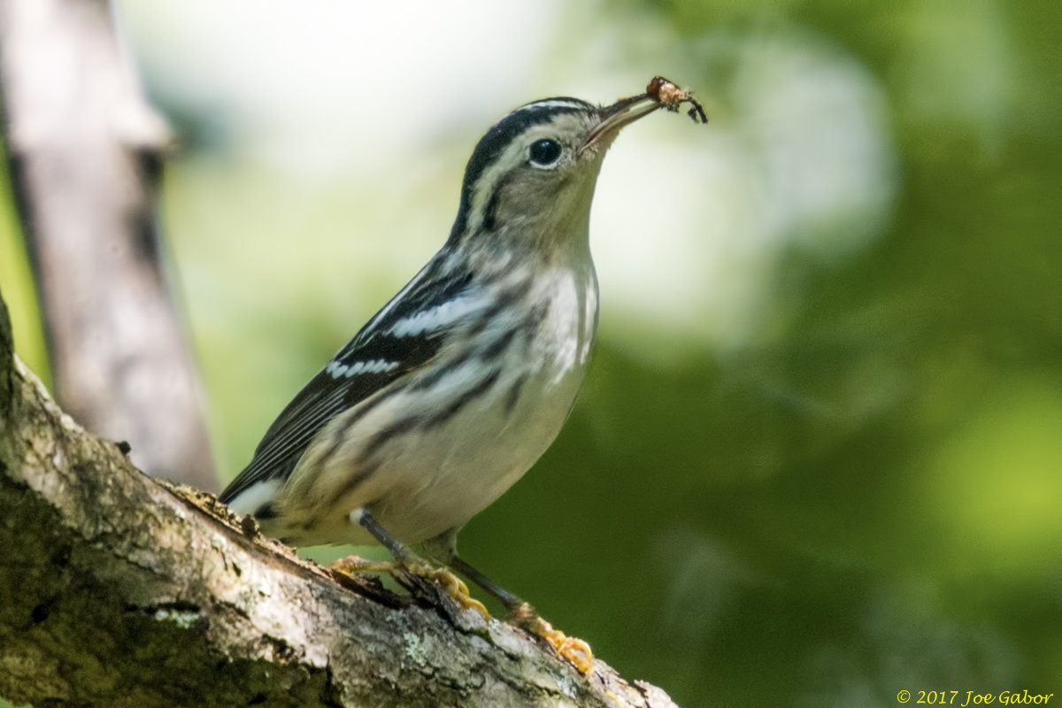 Black-and-white Warbler
(Mniotilta varia)