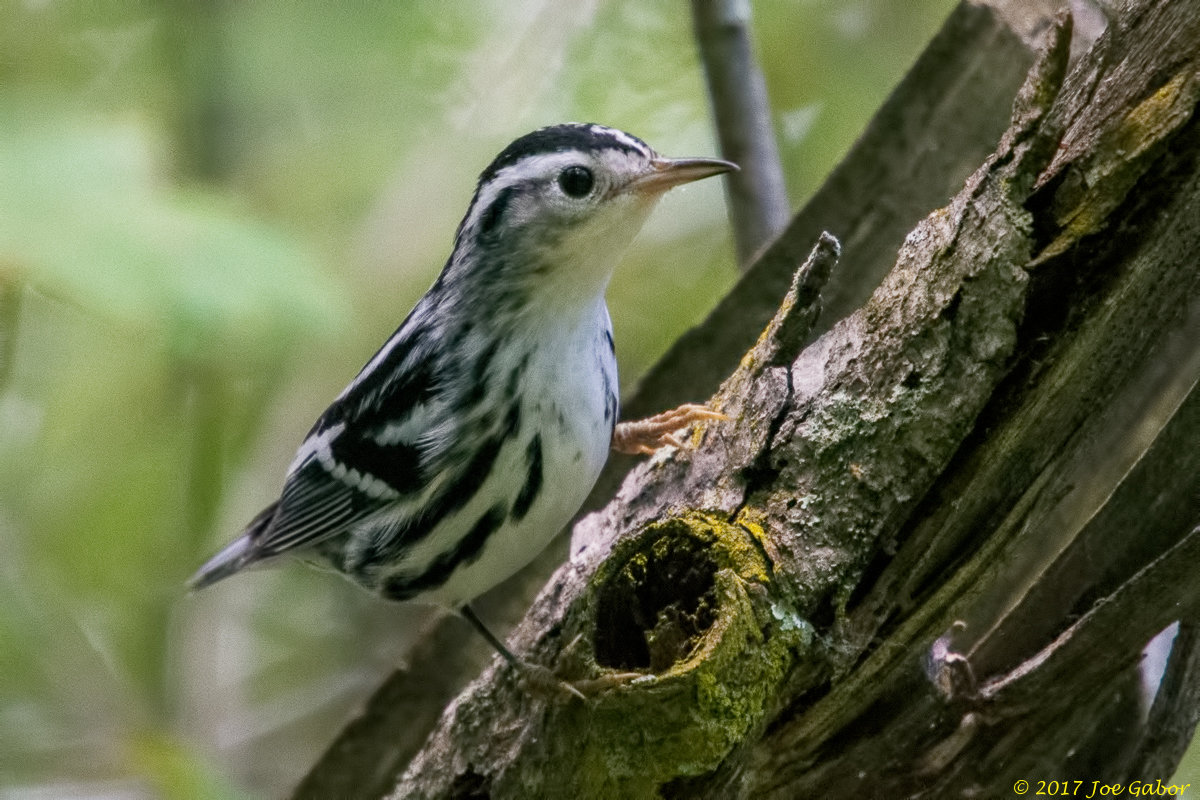 Black-and-white Warbler
(Mniotilta varia)