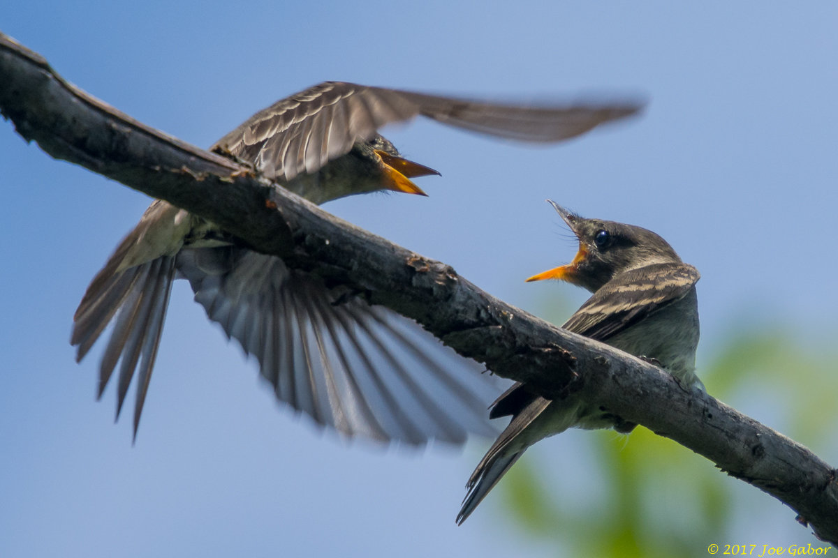 Eastern Wood-Pewee
(Contopus virens)