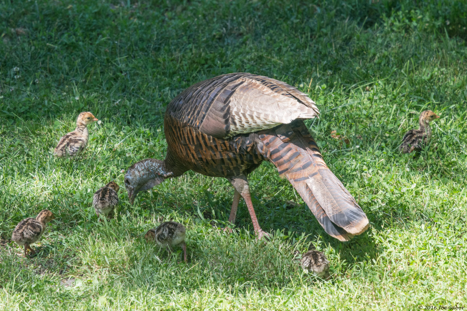 Wild Turkey (Meleagris gallopavo)