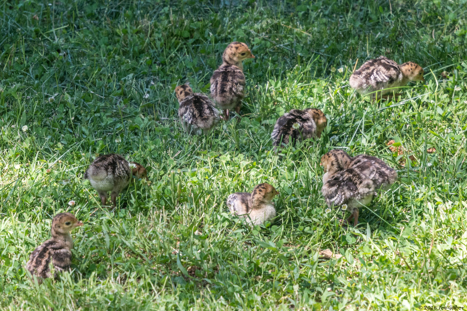 Wild Turkey (Meleagris gallopavo)