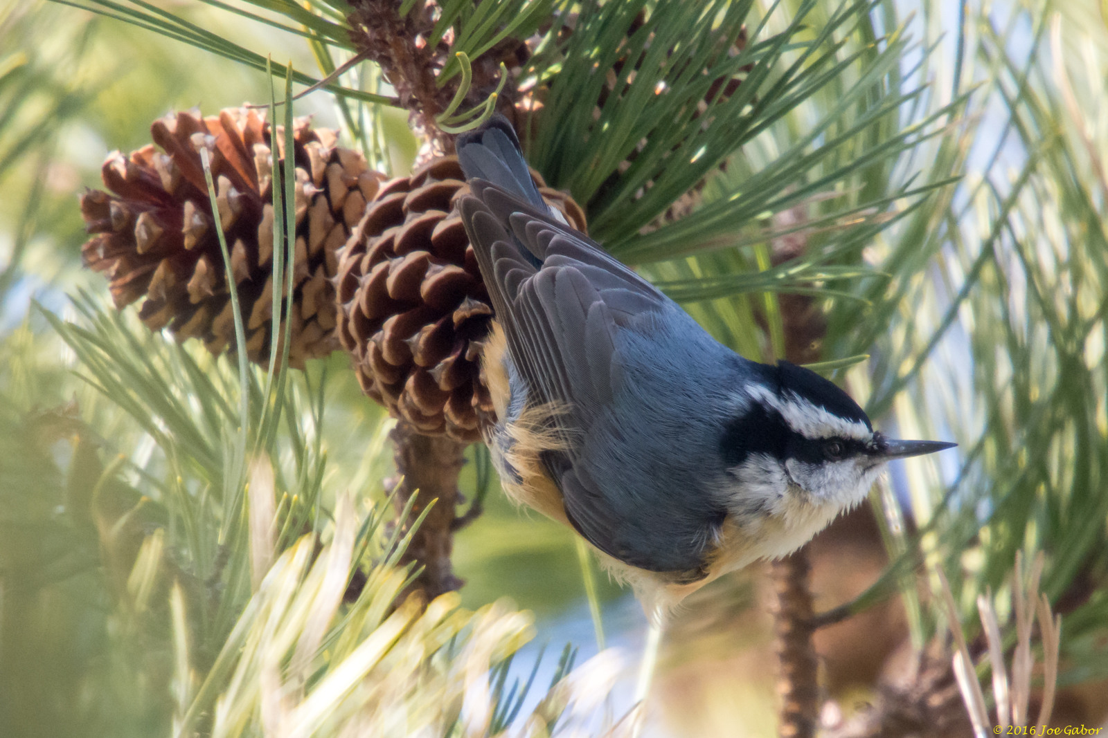 Red-breasted Nuthatch (Sitta canadensis)