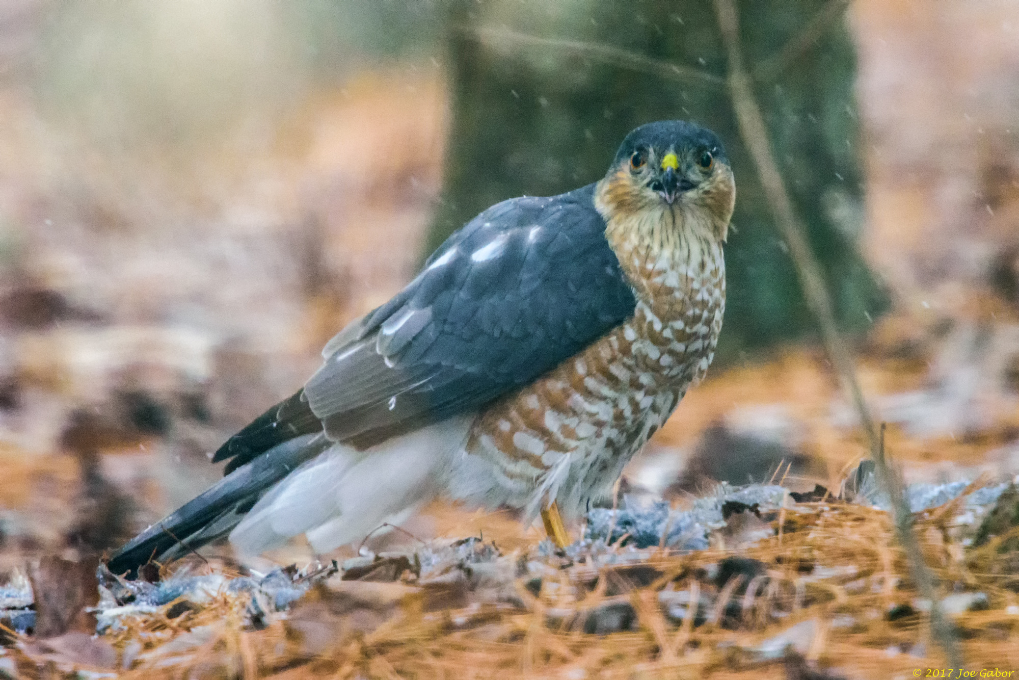 Cooper's Hawk (Accipiter cooperii)