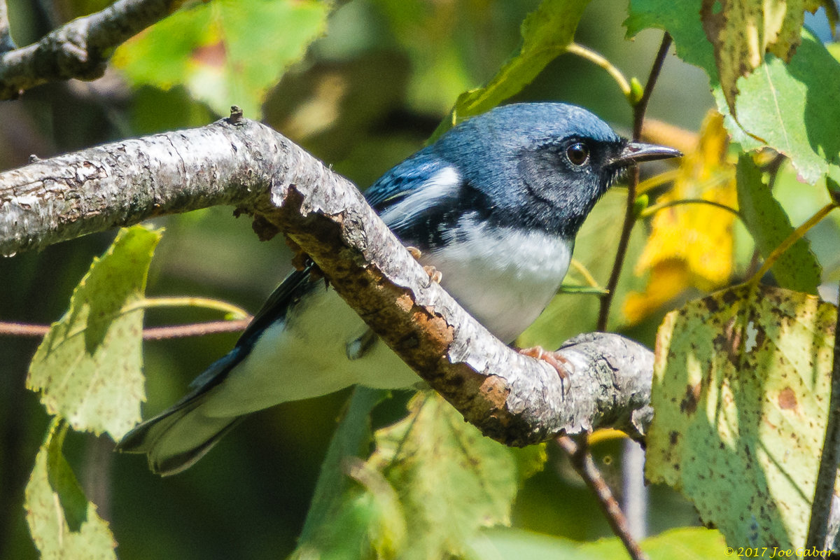 Black-throated Blue Warbler
(Setophaga caerulescens)
