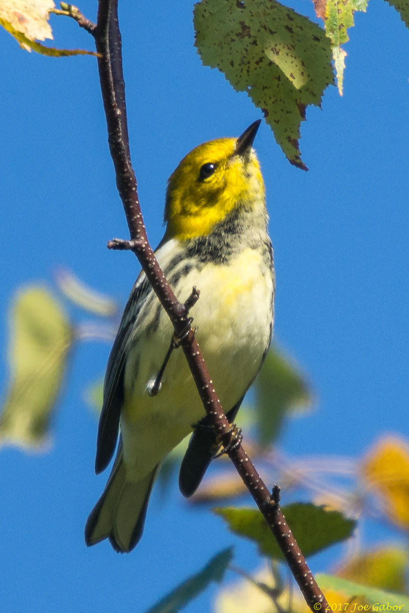 Black-throated Green Warbler
(Setophaga virens)