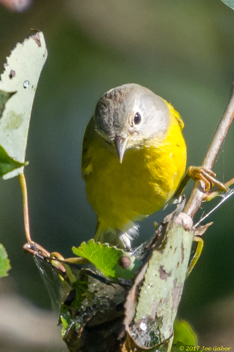 Nashville Warbler
(Oreothlypis ruficapilla)