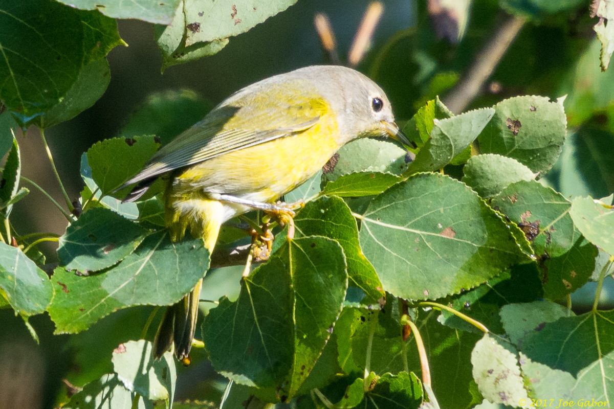 Nashville Warbler
(Oreothlypis ruficapilla)
