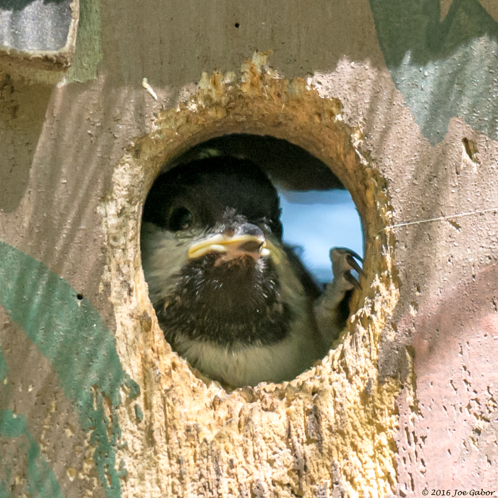 Black-capped Chickadee (Poecile atricapillus)