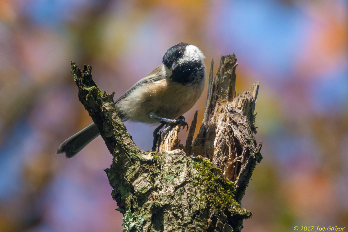 Black-capped Chickadee
(Poecile atricapillus)