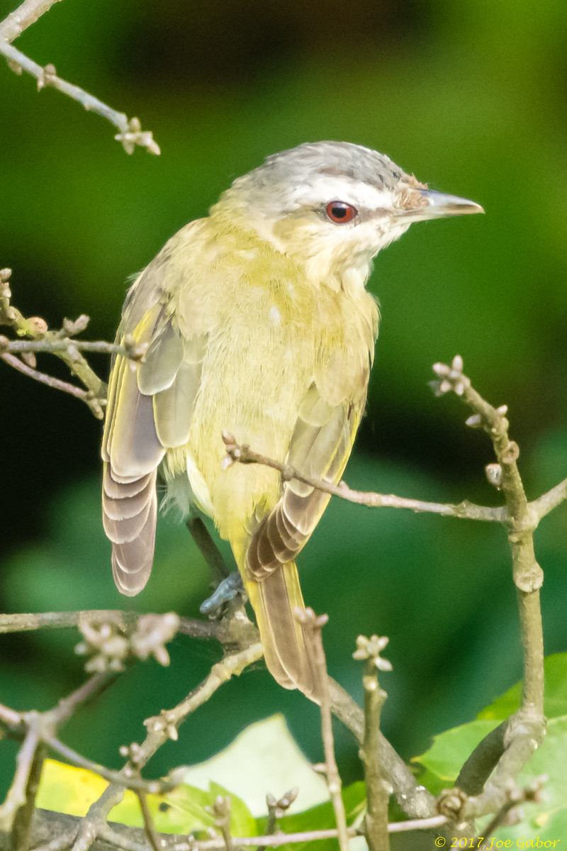 Red-eyed Vireo
(Vireo olivaceus)