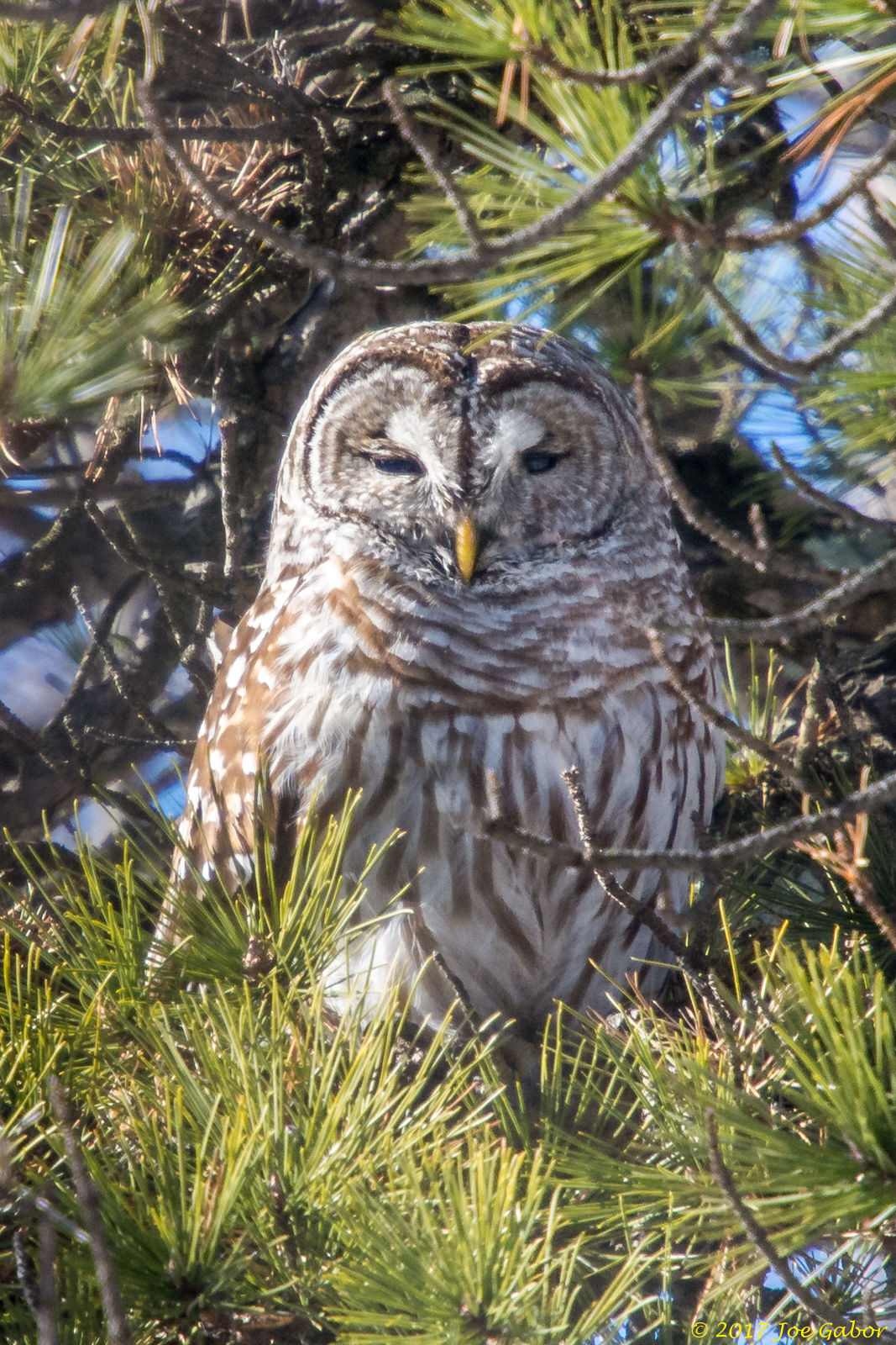 Barred Owl (Strix varia)