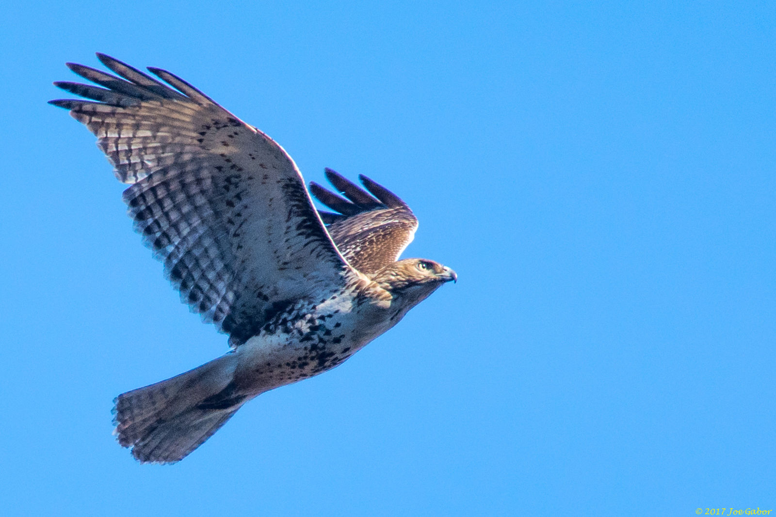 Red-tailed Hawk (Buteo jamaicensis)