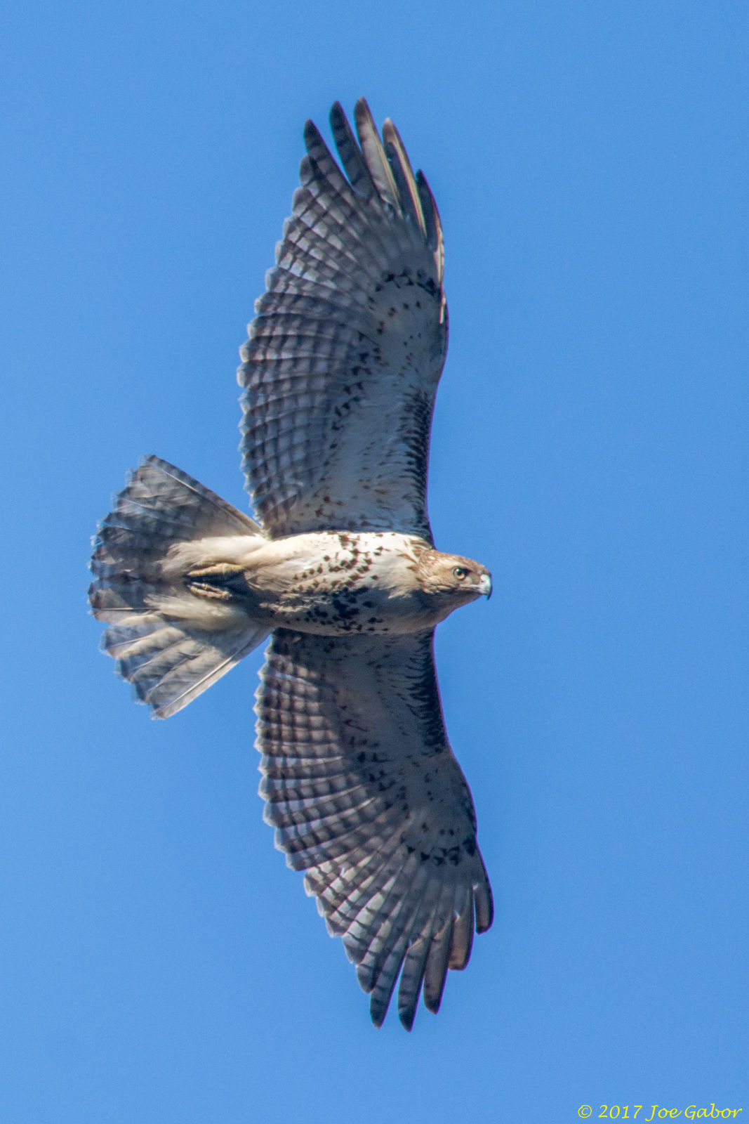 Red-tailed Hawk (Buteo jamaicensis)