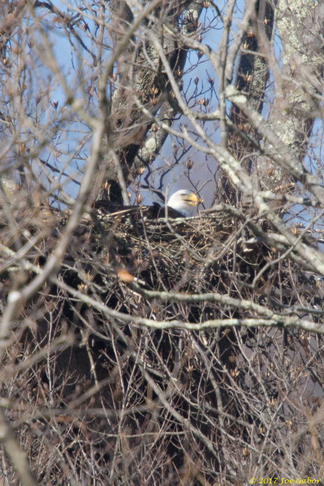Bald Eagle (Haliaeetus leucocephalus)