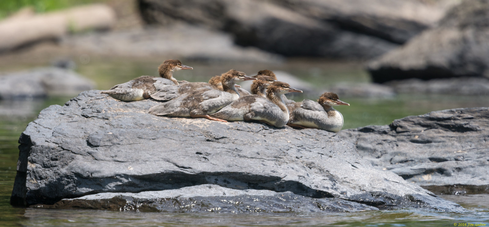 Common Merganser (Mergus merganser)