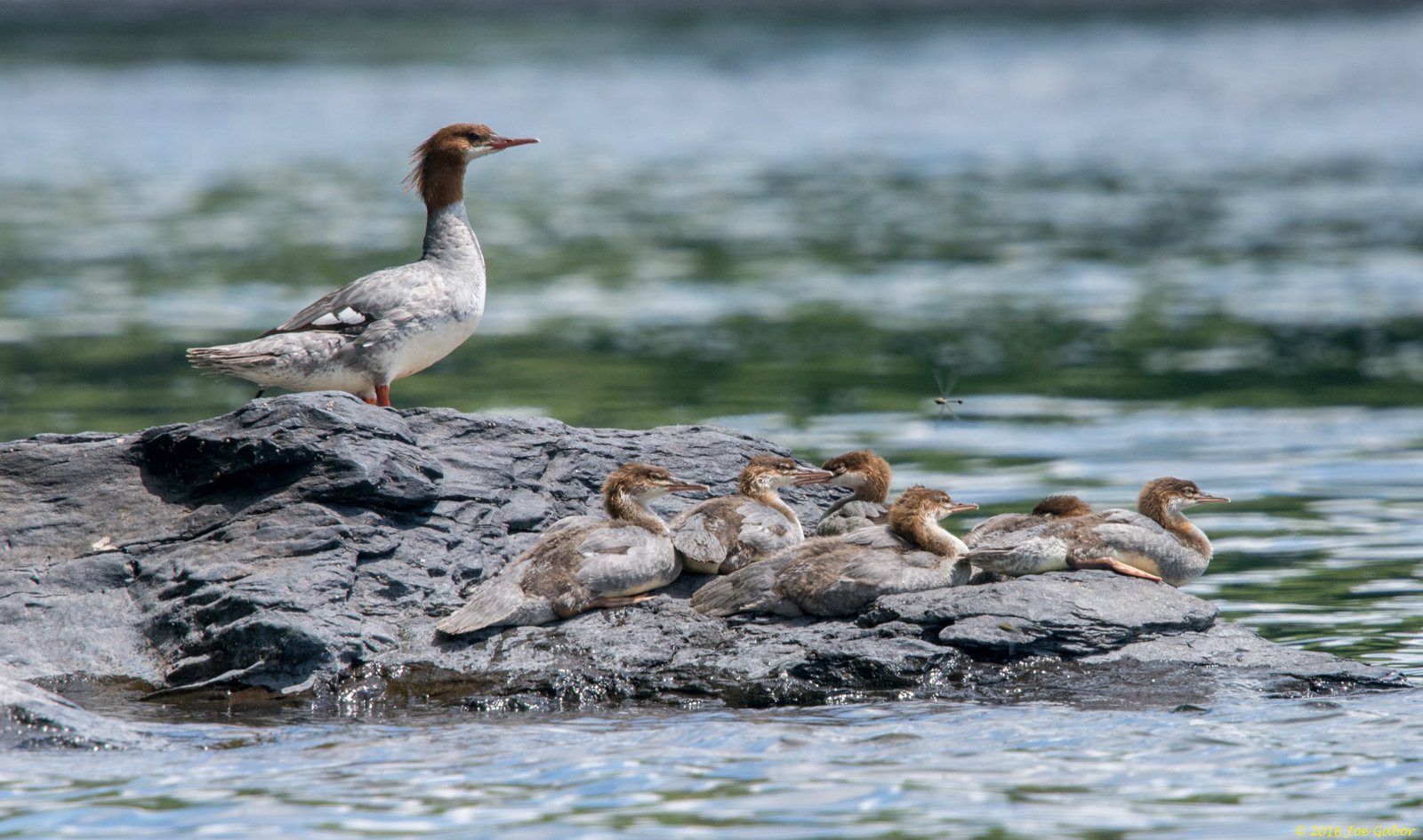Common Merganser (Mergus merganser)