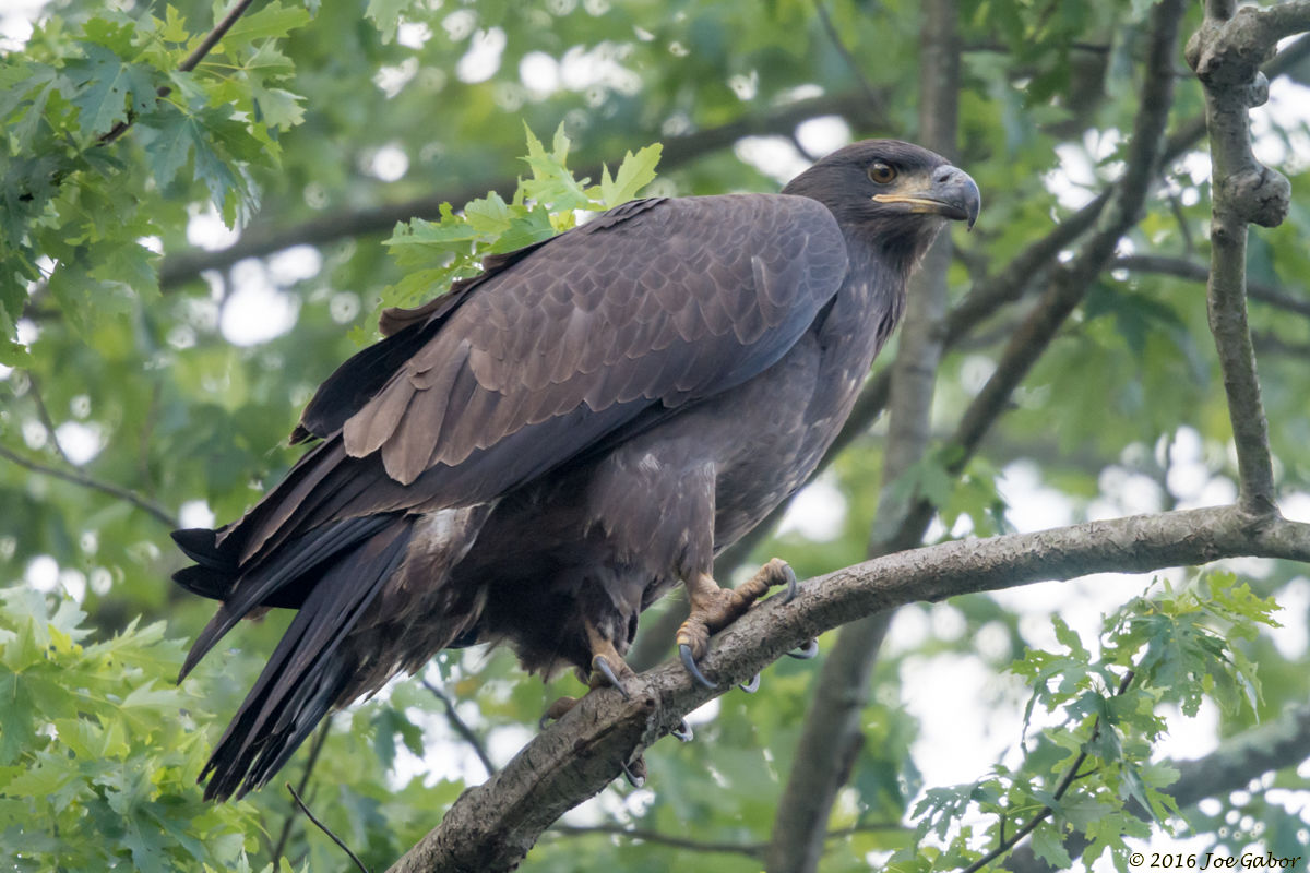 Bald Eagle (Haliaeetus leucocephalus)