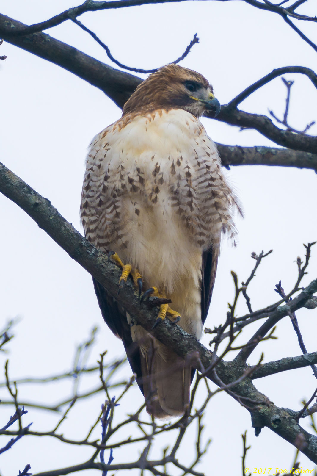 Red-tailed Hawk (Buteo jamaicensis)
