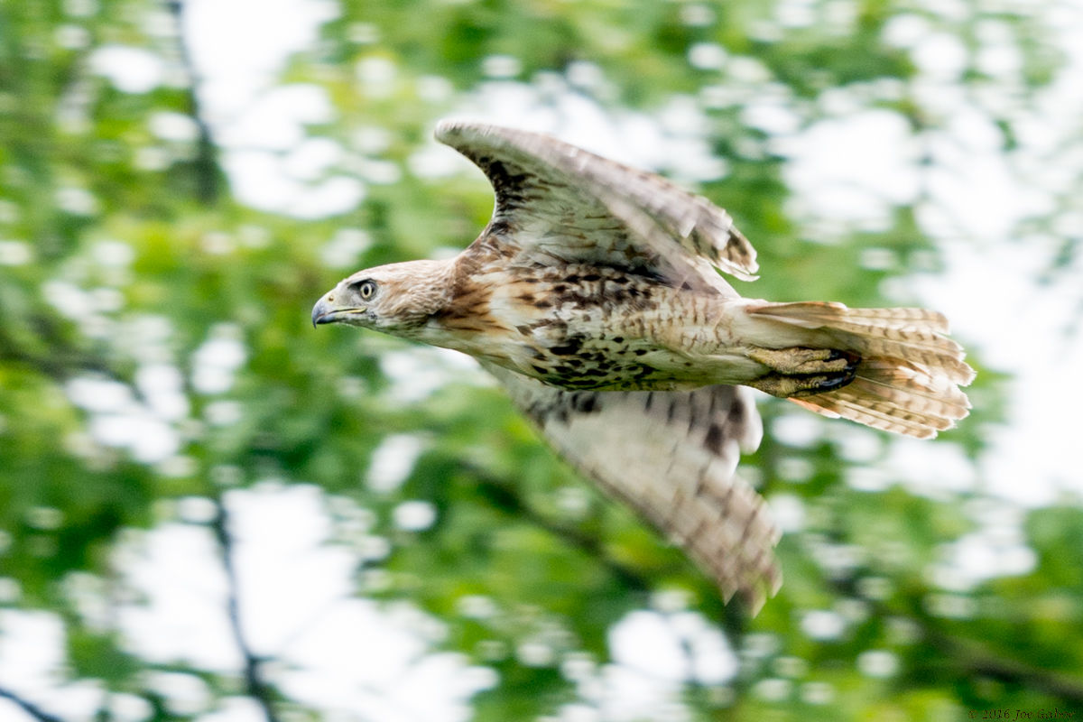 Red-tailed Hawk (Buteo jamaicensis)
