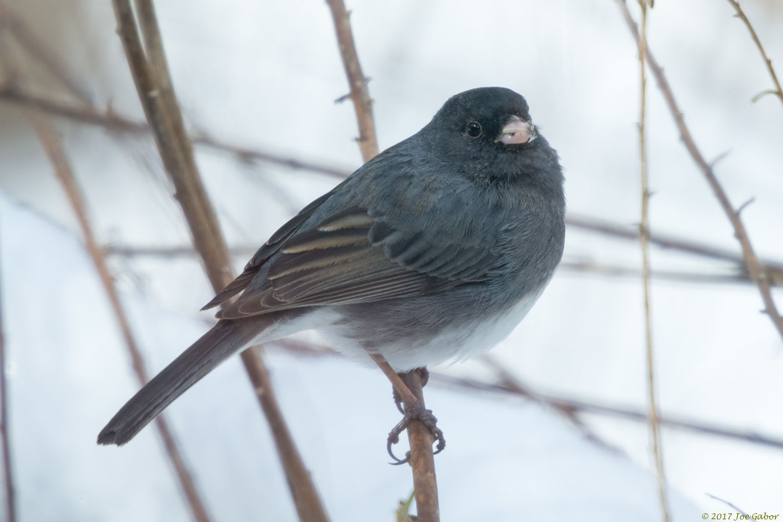 Dark-eyed Junco (Junco hyemalis)