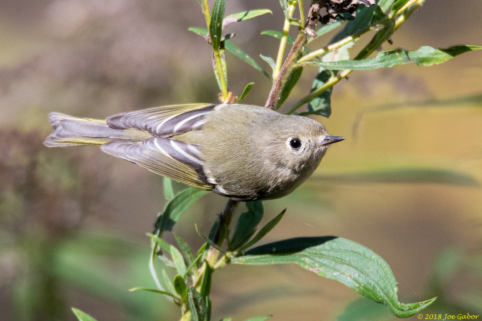 Pine Warbler
Setophaga pinus