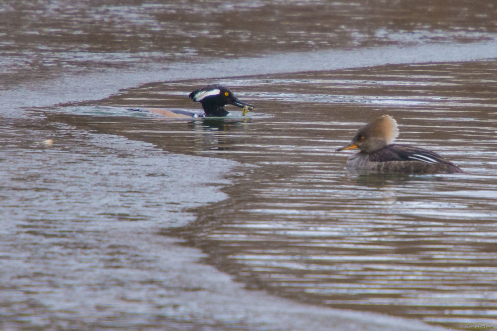 Hooded Merganser (Lophodytes cucullatus)
