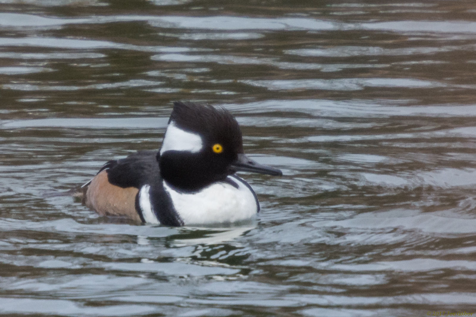 Hooded Merganser (Lophodytes cucullatus)