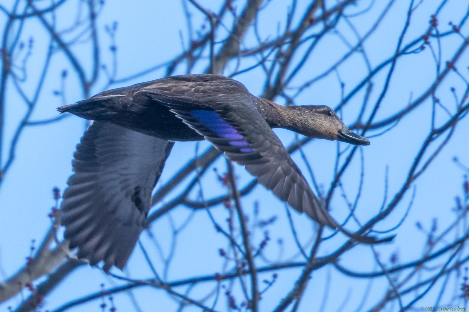 Mallard (Anas platyrhynchos)