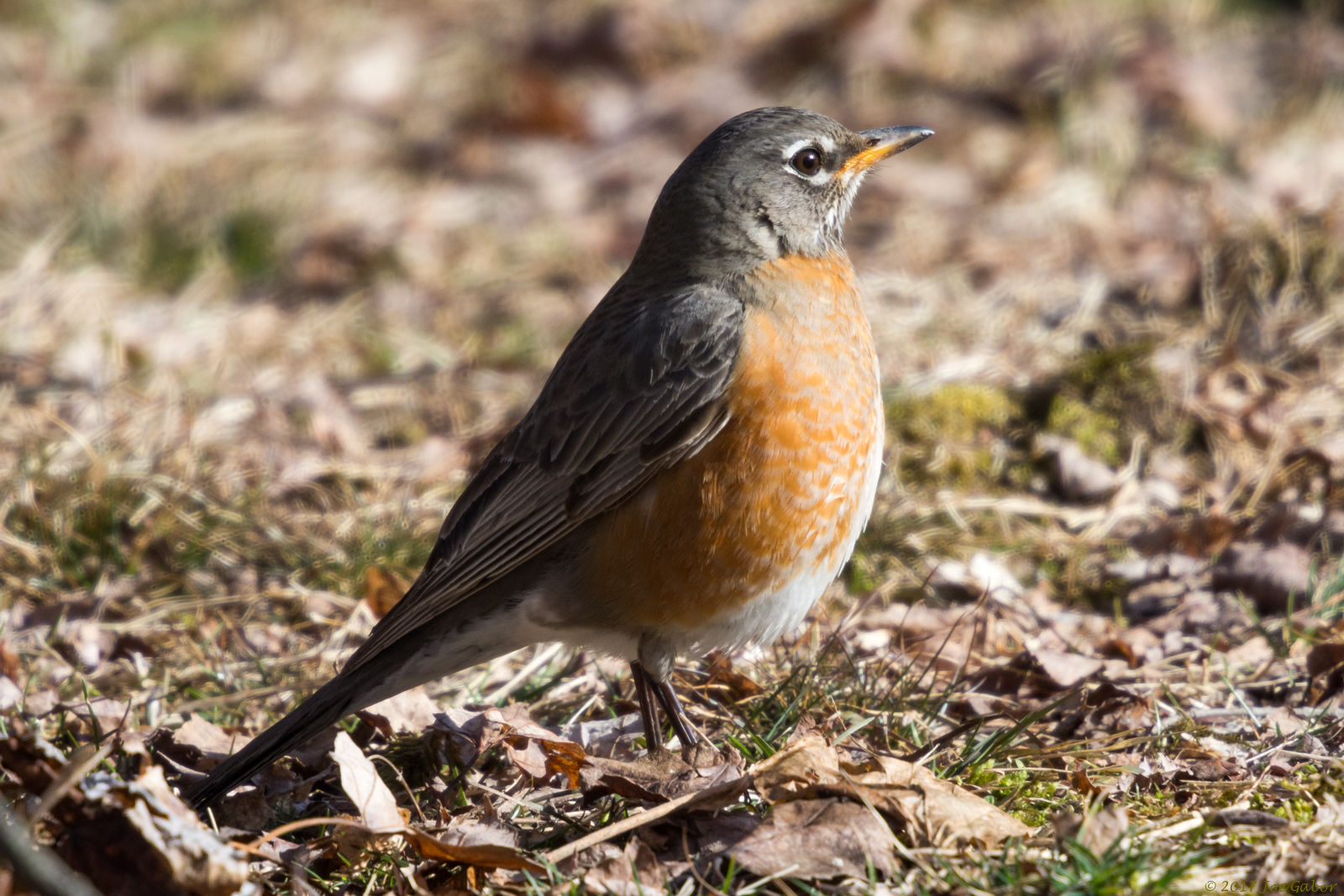 American Robin (Turdus migratorius)