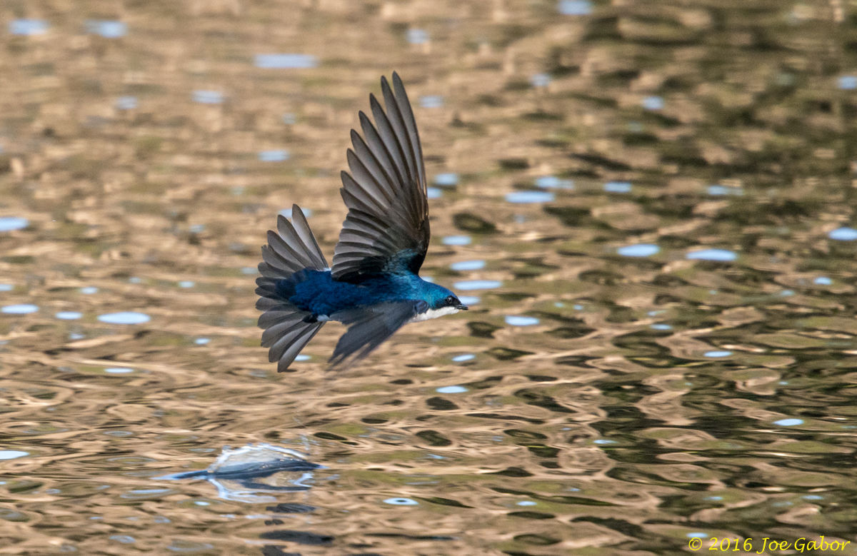Tree Swallow (Tachycineta bicolor)