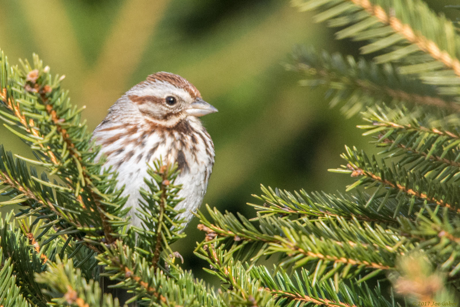 Song Sparrow (Melospiza melodia)