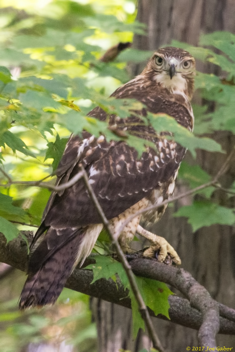 Red-tailed Hawk
(Buteo jamaicensis)