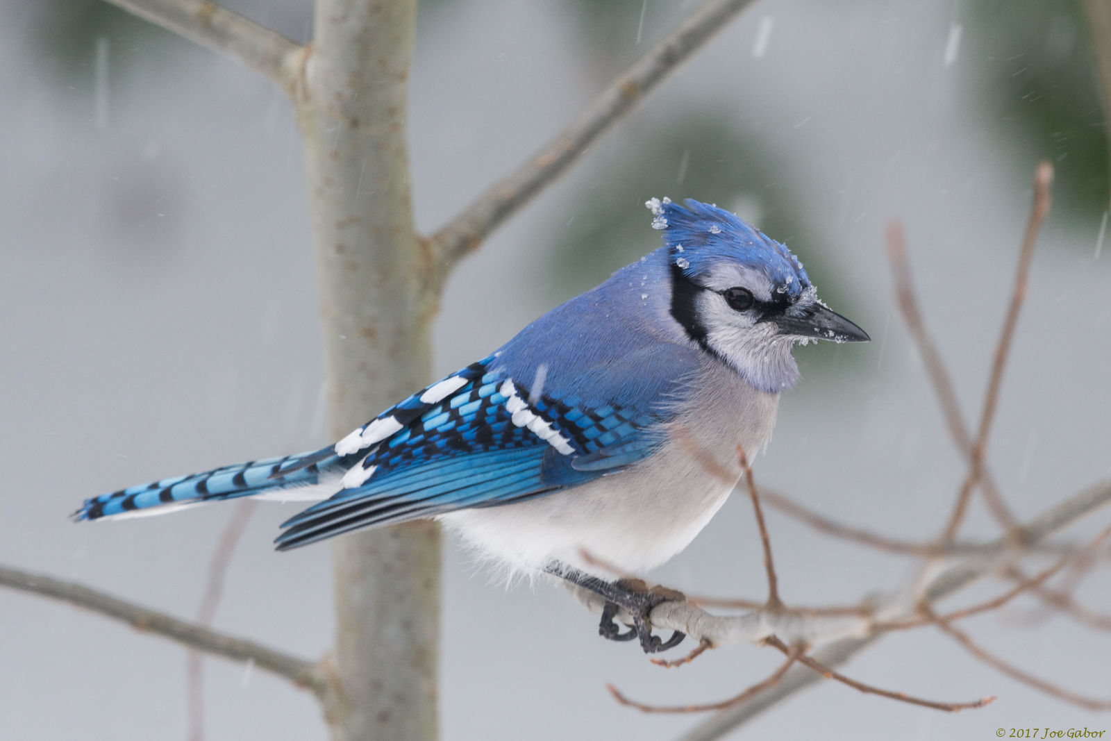 Blue Jay (Cyanocitta cristata)