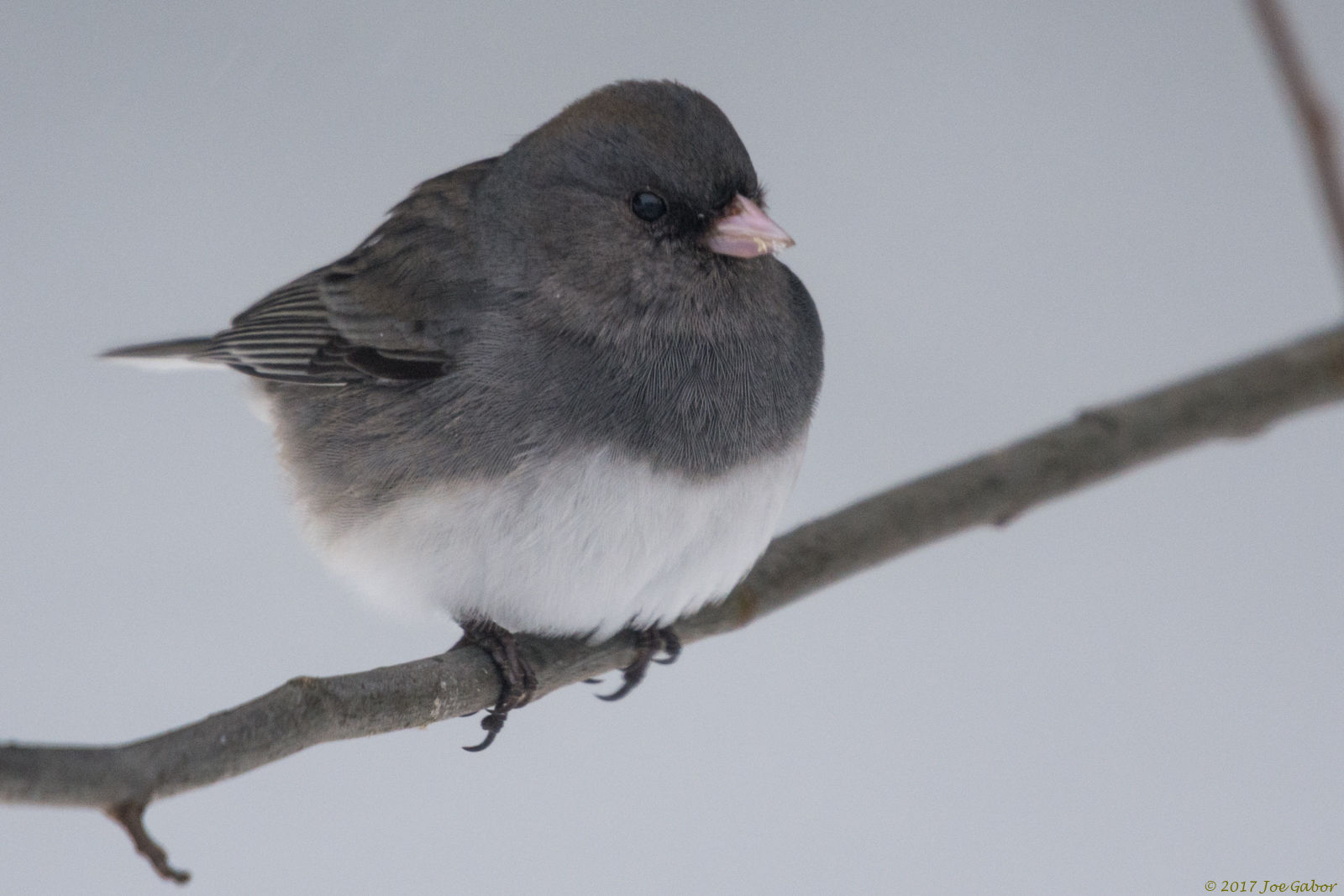 Dark-eyed Junco (Junco hyemalis)