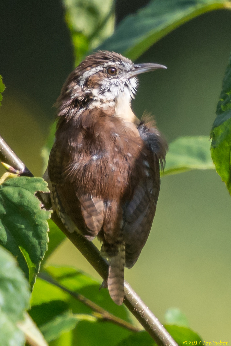 Carolina Wren
(Thryothorus ludovicianus )