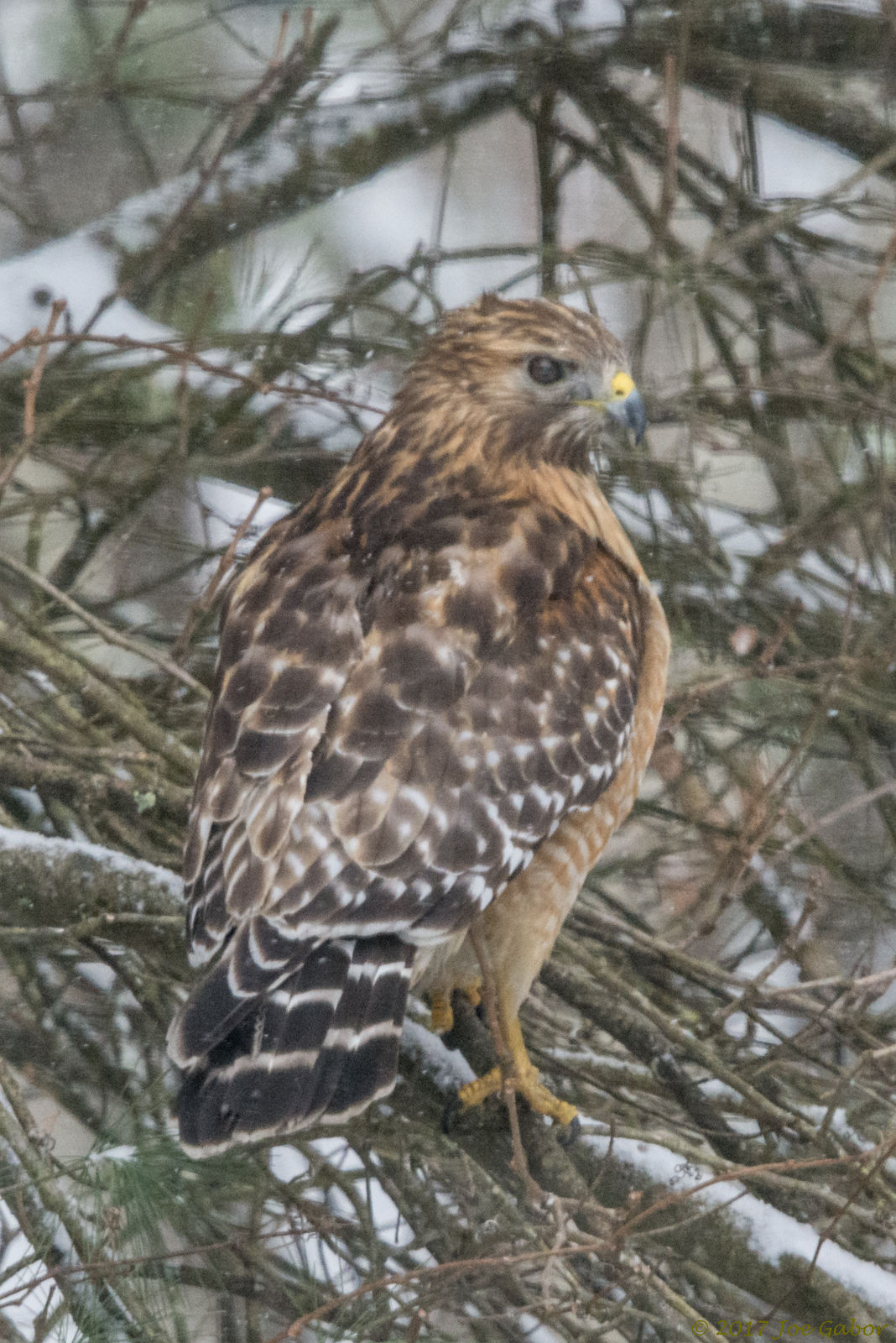 Red-shouldered Hawk (Buteo lineatus)