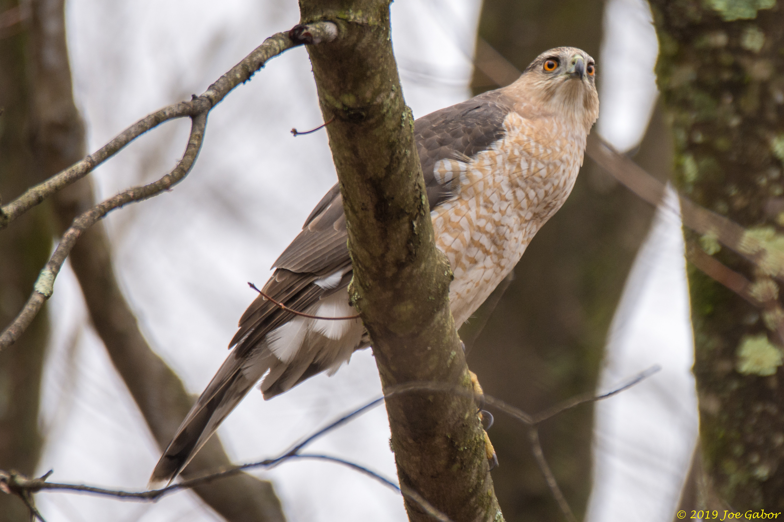 Cooper's Hawk
Accipiter cooperii