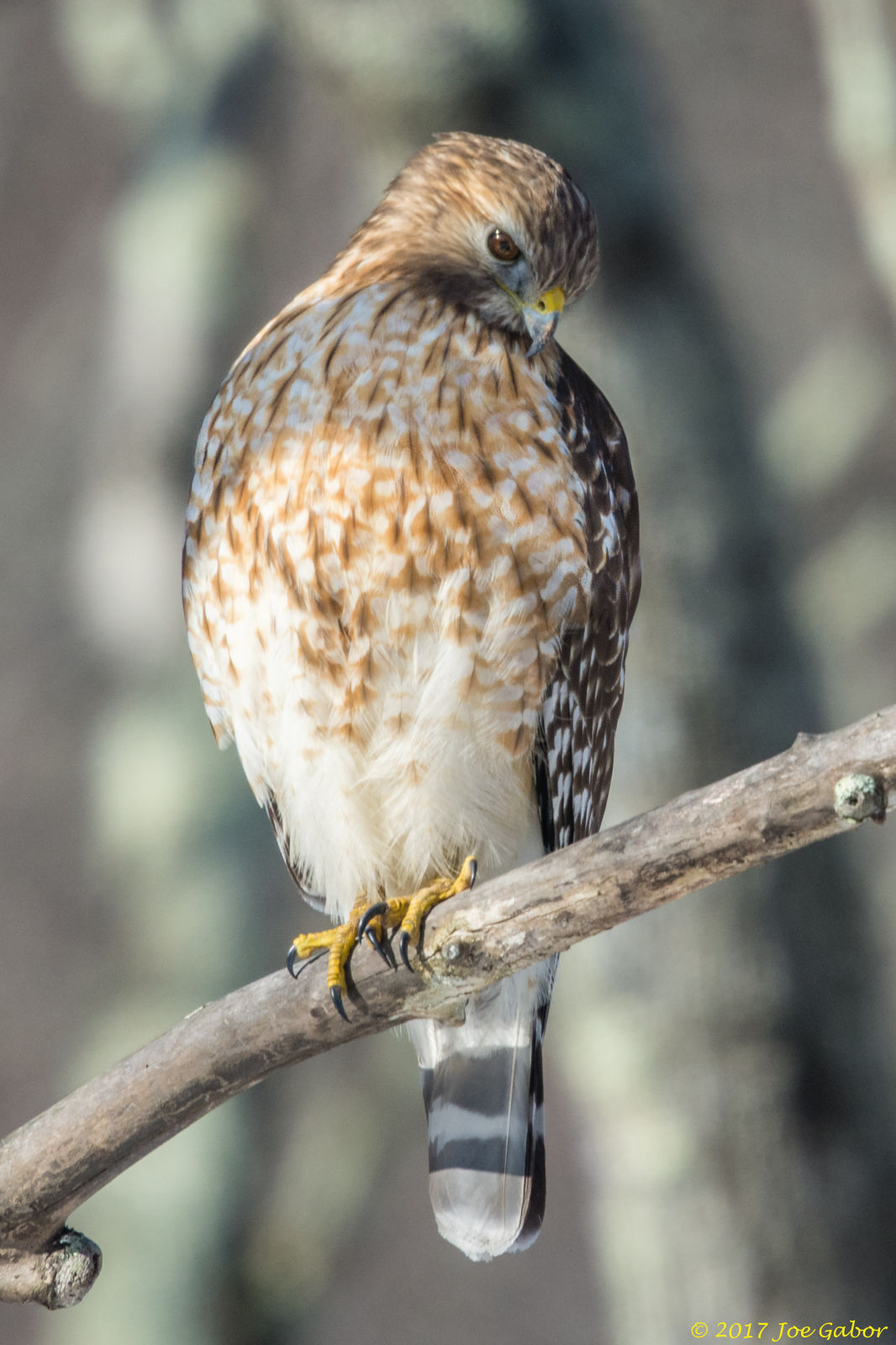 Cooper's Hawk (Accipiter cooperii)